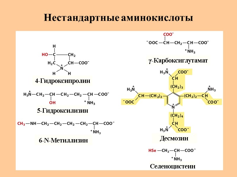 Нестандартные аминокислоты 4-Гидроксипролин 5-Гидроксилизин 6-N-Метиллизин γ-Карбоксиглутамат Десмозин Селеноцистеин